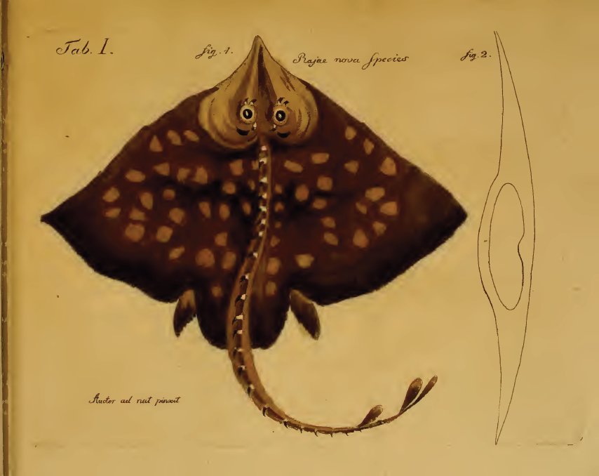 Raja sp. SharkReferences